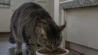 alimento para gatos metales pesados estudio hero