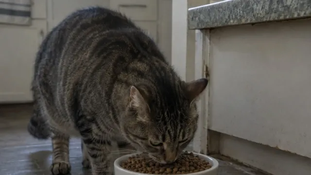Qué hay de verdad en el plato de tu gato: una investigación analizó 100 alimentos de 62 marcas