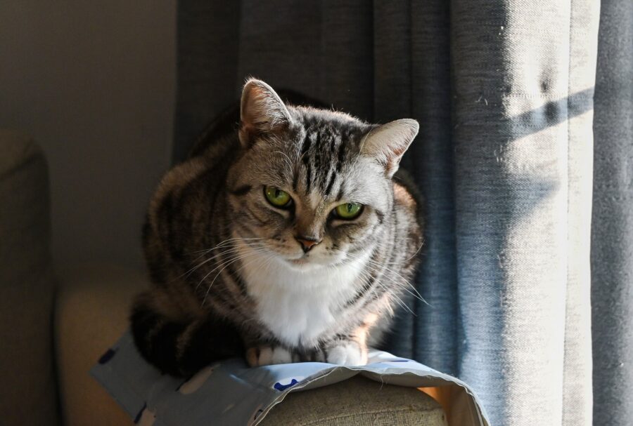 American shorthair: historia, carácter y cuidados 3 Gato american shorthair atigrado pardo agazapado junto a una cortina