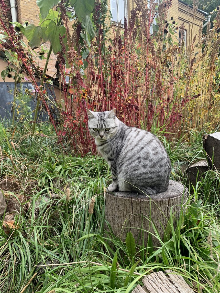 American shorthair: historia, carácter y cuidados 2 Gato american shorthair atigrado plateado sentado sobre un tronco en un jardín