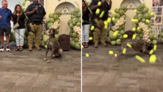 apollo perro detector de explosivos jubila hero