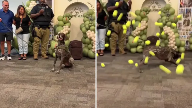 La última maleta de Apollo, el perro que pasó siete años buscando explosivos