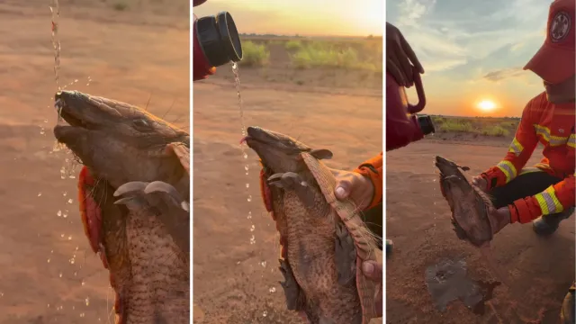 Un pequeño armadillo huía del fuego en Mato Grosso y unos bomberos se detuvieron por él