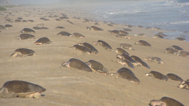 Cientos de tortugas marinas llegan a desovar a una playa de arena