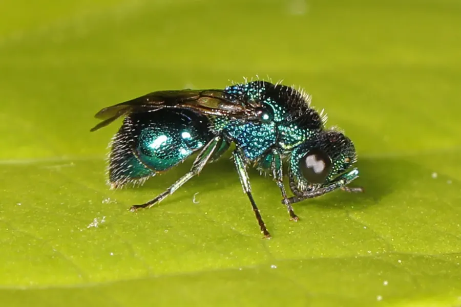 Una avispa pequeña de color verde azulado metálico, con el cuerpo cubierto de hoyuelos, sobre una hoja