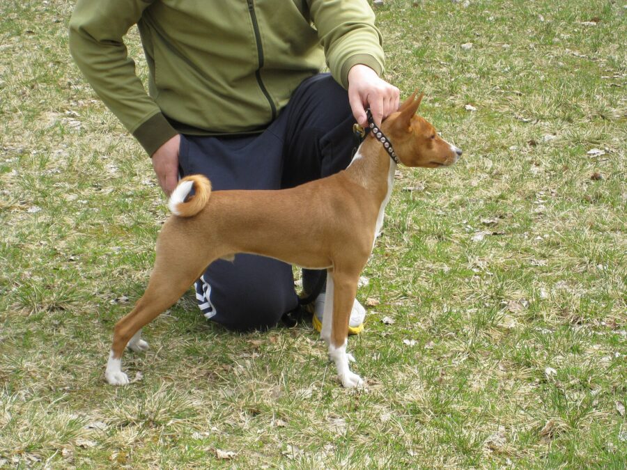 Basenji rojo y blanco de perfil sobre el césped, sostenido por su dueño