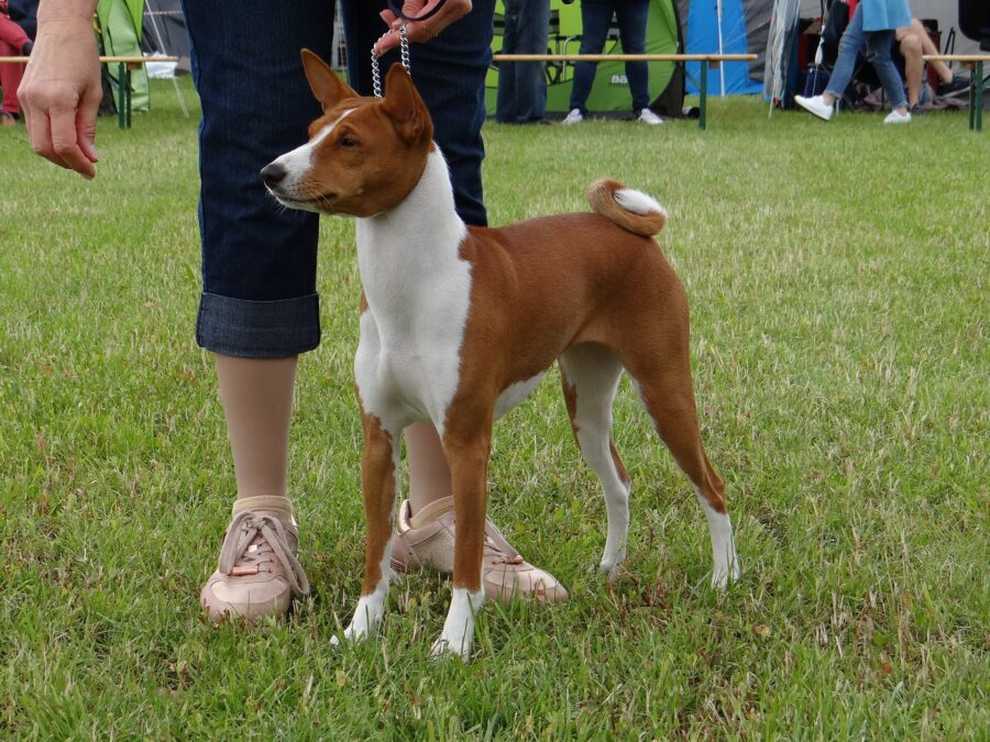 Basenji rojo y blanco de pie sobre el césped, con la cola enroscada sobre el lomo