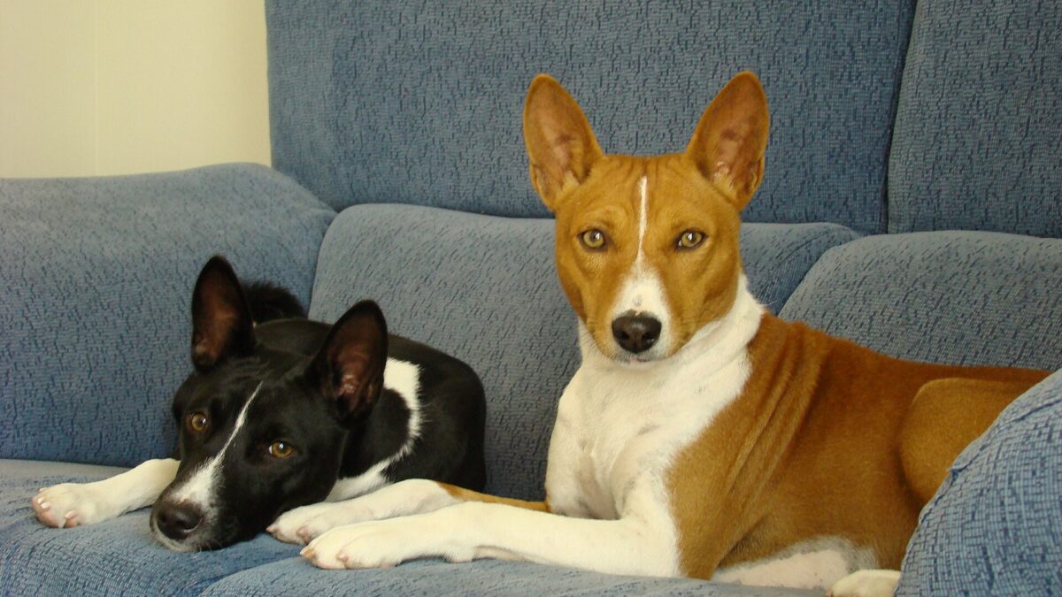 Dos basenjis echados en un sofá, uno negro y blanco y otro rojo y blanco