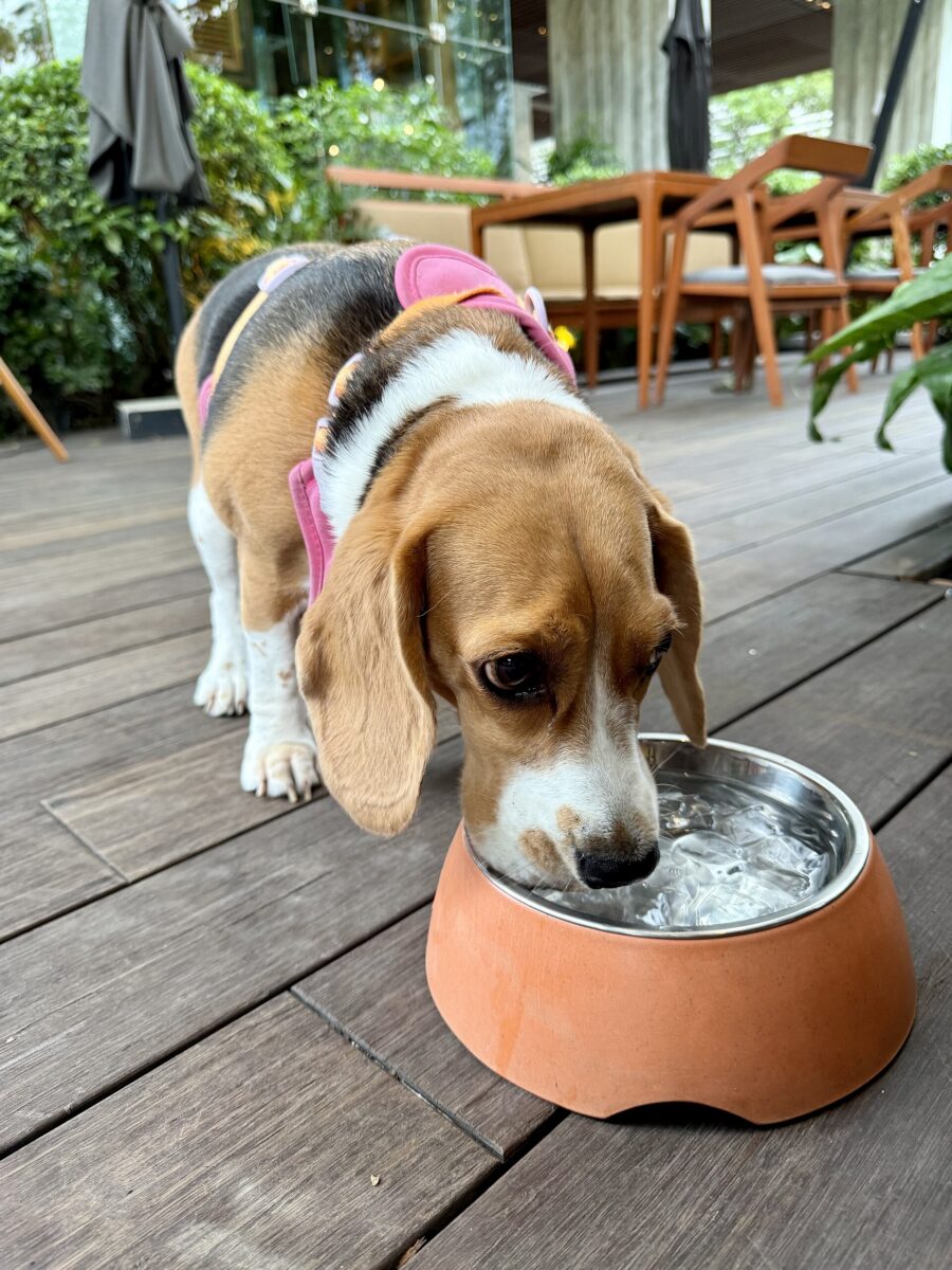 Diarrea en perros: causas, qué hacer y cuándo ir al veterinario 5 Un perro beagle bebe agua de un plato naranja sobre un piso de madera