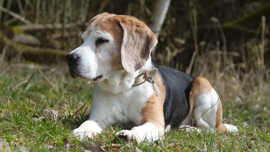 Un beagle mayor de pelo blanco y canela, tumbado en un prado, mira hacia un lado