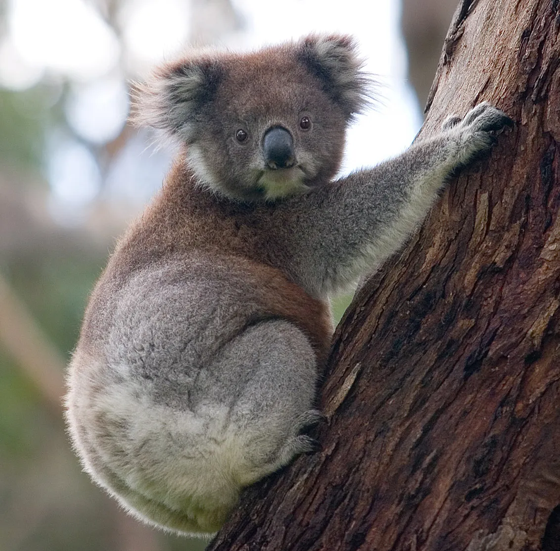 Un koala en un árbol.