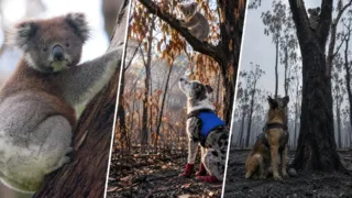 bear perro detector de koalas incendios hero
