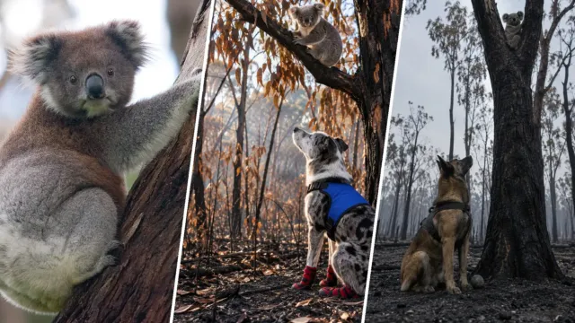 El perro «imposible de adoptar» que aprendió a encontrar koalas vivos entre las cenizas
