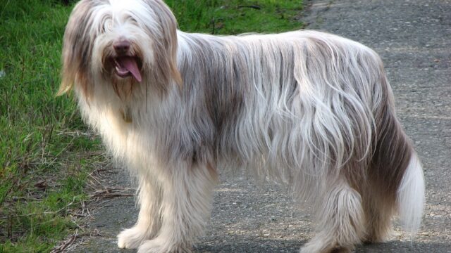 Bearded collie gris y blanco de pelo largo de pie en un camino
