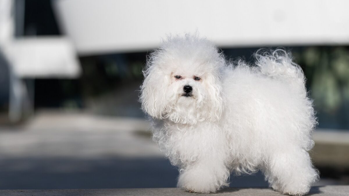 Bichón boloñés blanco de pelo esponjoso, de pie y de perfil sobre una superficie clara