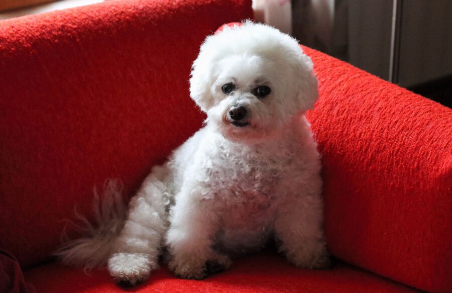 Razas de perros pequeños: 35 razas con su tamaño, carácter y cuidados 5 Bichón frisé blanco de pelo rizado sentado en un sofá rojo