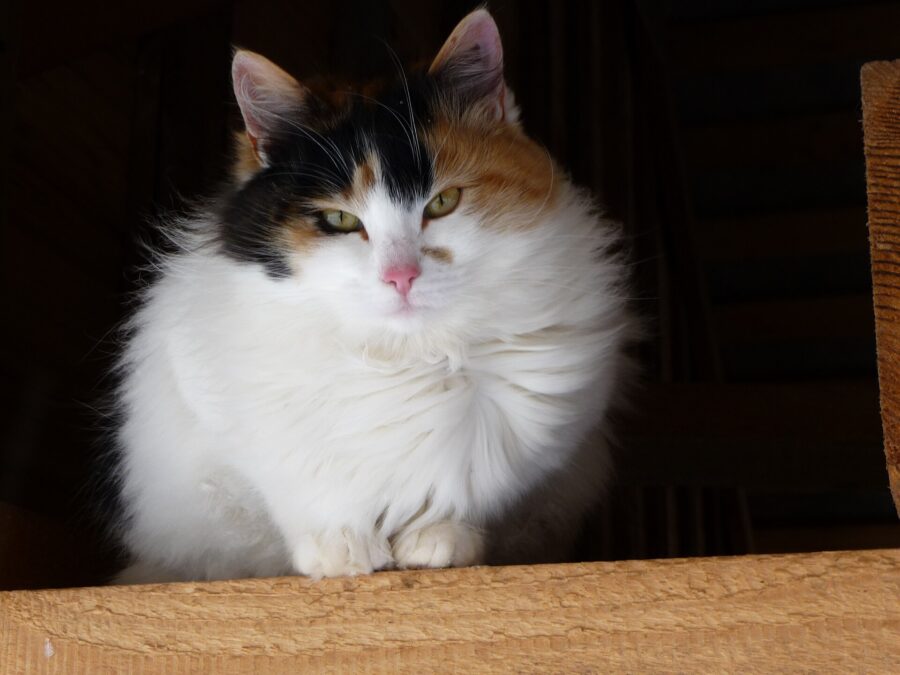 Bobtail japonés: el gato de la cola de pompón 4 Gato bobtail japonés de pelo largo, blanco con manchas negras y naranjas, sentado sobre una tabla