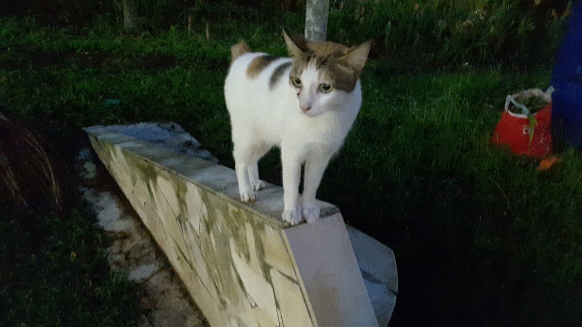 Bobtail japonés: el gato de la cola de pompón 1 Gato bobtail japonés tricolor de pie sobre un muro bajo en un jardín