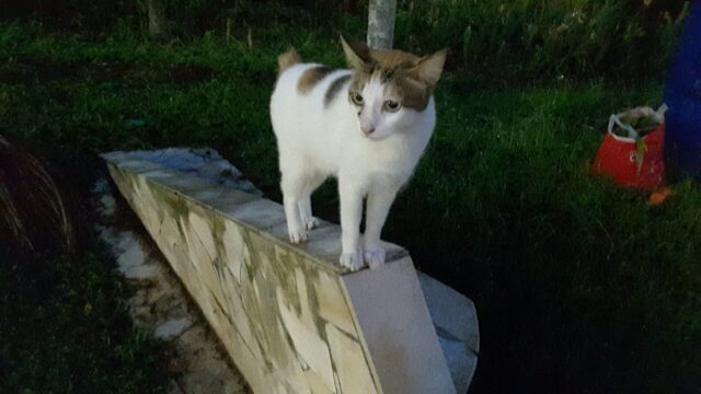 Gato bobtail japonés tricolor de pie sobre un muro bajo en un jardín