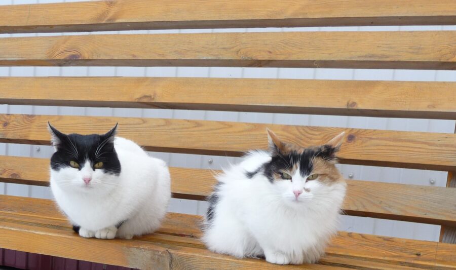 Bobtail japonés: el gato de la cola de pompón 3 Dos gatos bobtail japoneses sentados en un banco de madera, uno blanco y negro y otro tricolor