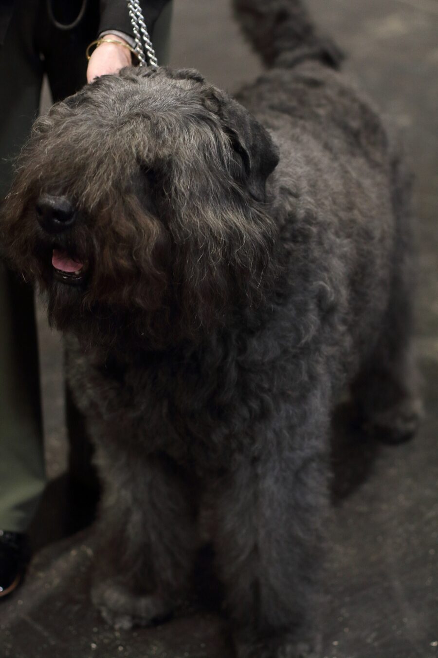 Boyero de Flandes: historia, carácter y cuidados 3 Boyero de Flandes gris visto de frente en una exposición canina