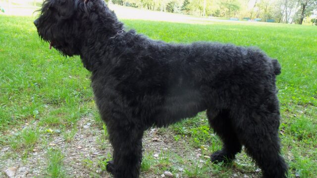 Boyero de Flandes negro de pelo áspero, de pie y de perfil sobre el pasto