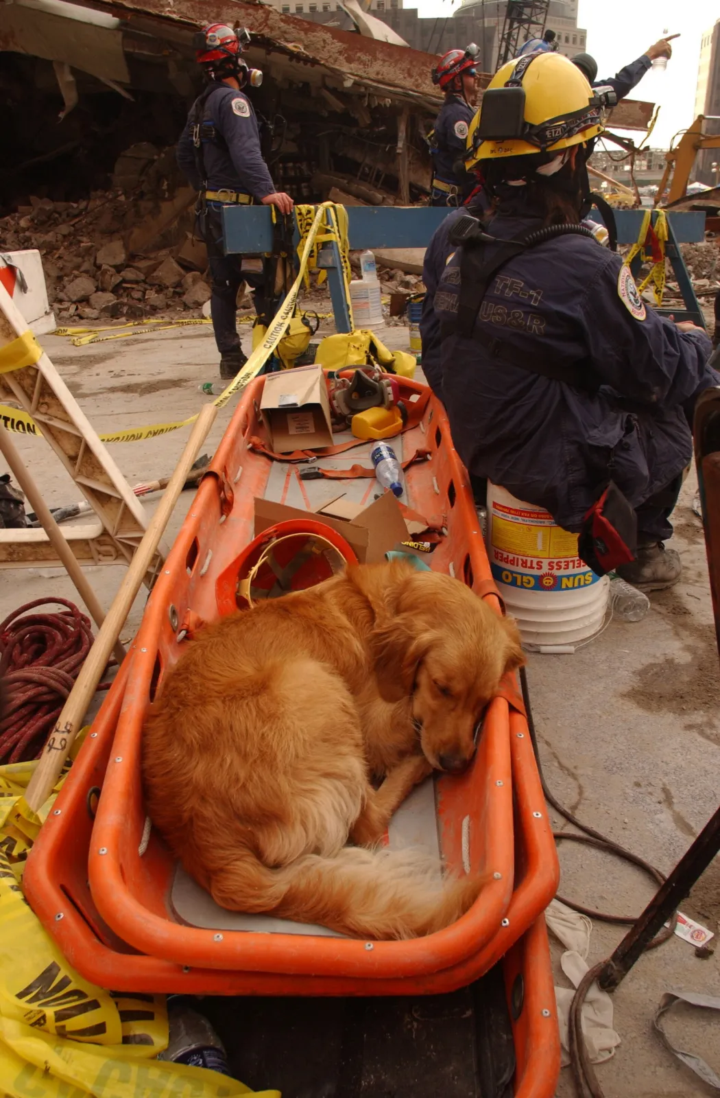 Dos docenas de bomberos se cuadraron ante una golden de 16 años que buscó sobrevivientes del 11-S 3 Un perro de rescate descansa en la Zona Cero de Nueva York en septiembre de 2001