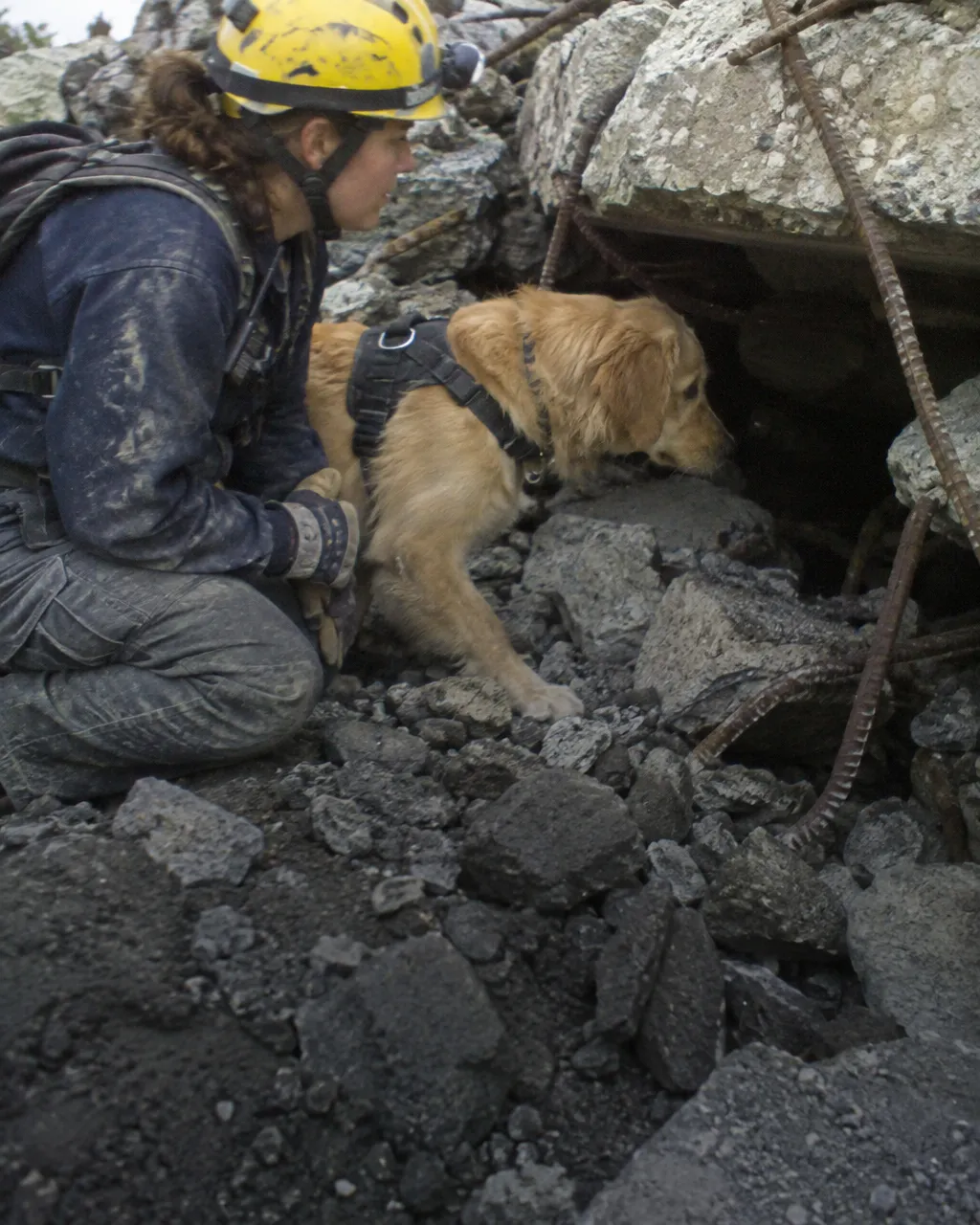 Dos docenas de bomberos se cuadraron ante una golden de 16 años que buscó sobrevivientes del 11-S 5 Una bombera con casco y ropa de trabajo polvorienta, arrodillada junto a un golden retriever joven con arnés de búsqueda frente a una pila de escombros de concreto