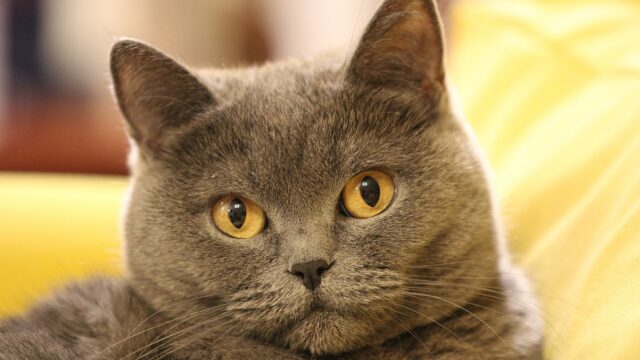 Gato british shorthair azul de ojos cobre echado sobre un sofá amarillo
