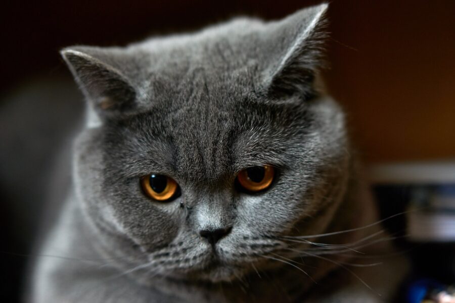 British shorthair: historia, carácter y cuidados 3 Cara de un british shorthair gris azulado de ojos naranjas