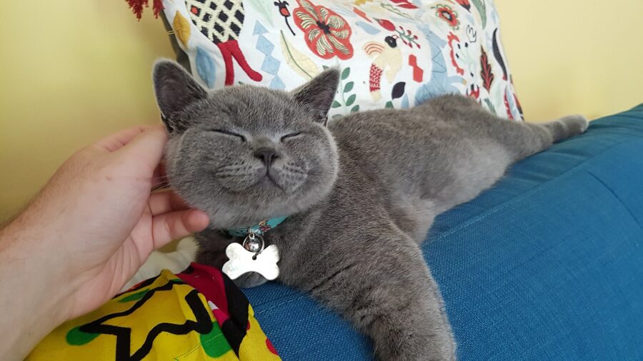 British shorthair: historia, carácter y cuidados 4 Gato british shorthair azul echado en un sofá, con los ojos cerrados mientras una mano lo acaricia