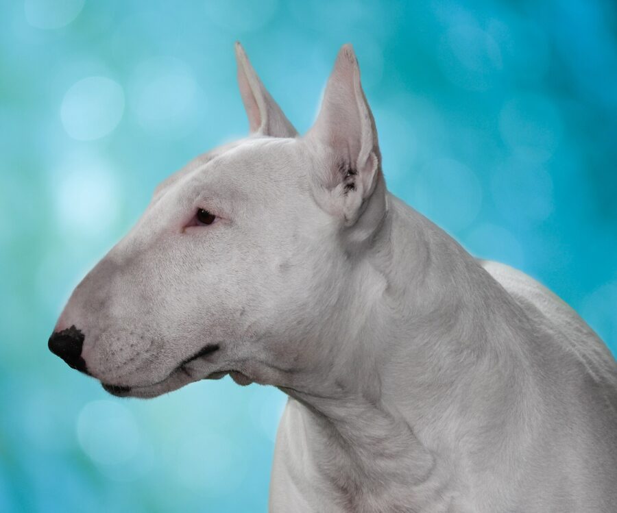 Bull terrier: carácter, cabeza de huevo, salud y cuidados 2 Bull terrier blanco con la cabeza en forma de huevo