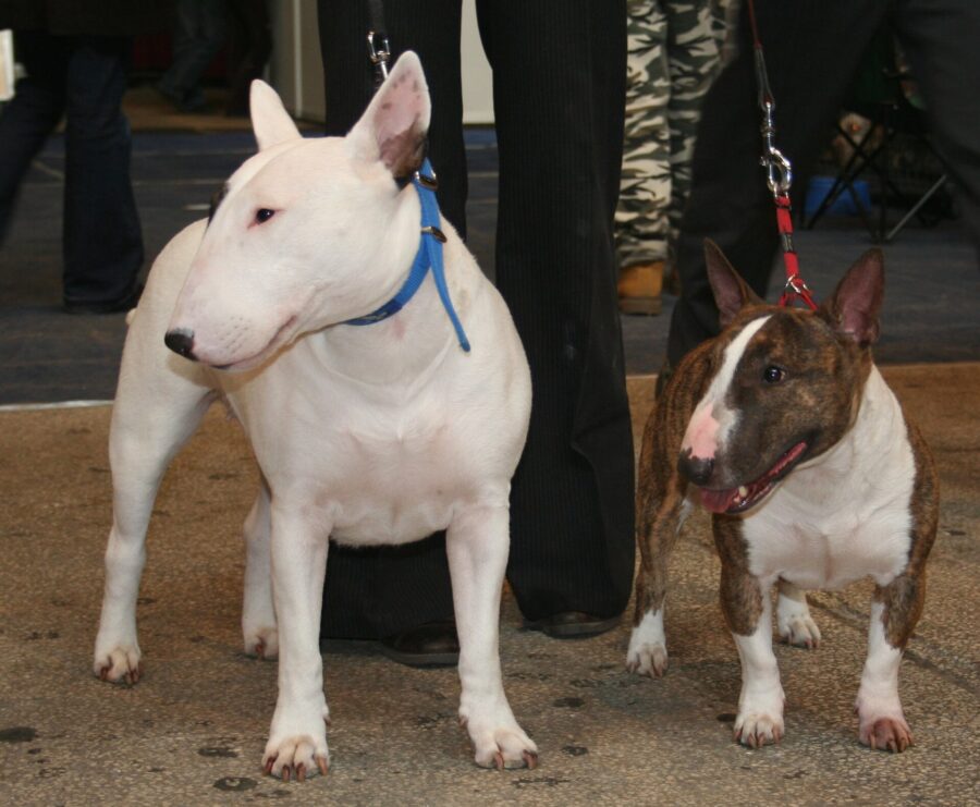 Bull terrier: carácter, cabeza de huevo, salud y cuidados 3 Un bull terrier estándar y un bull terrier miniatura juntos en una exposición