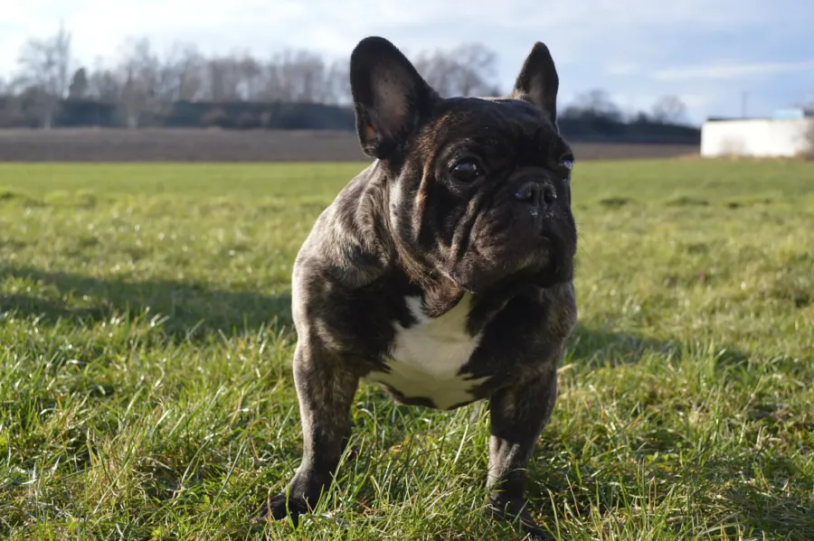 Un bulldog francés atigrado con el pecho blanco, de pie sobre el pasto, mira a la cámara