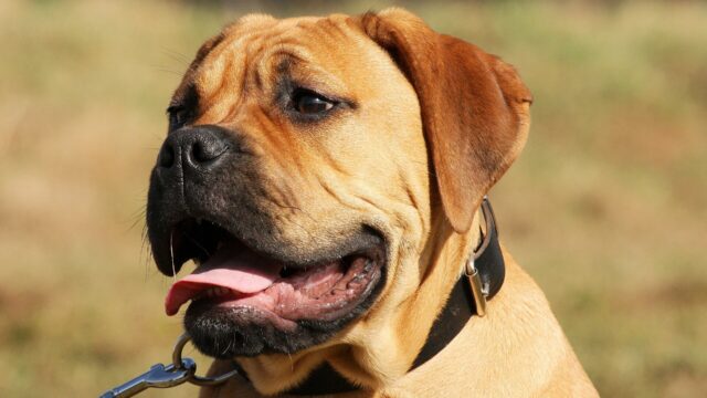 Cabeza de un bullmastiff leonado con la máscara negra y la boca abierta, al aire libre