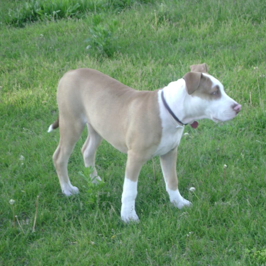 American pitbull terrier: origen, carácter, tamaño y cuidados 3 Cachorro de american pitbull terrier de color rojizo