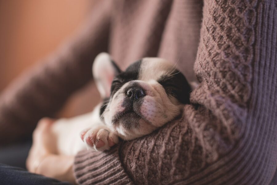 Cuidados del cachorro: guía de su primer año, mes a mes 4 Cachorro dormido en los brazos de una persona con un suéter