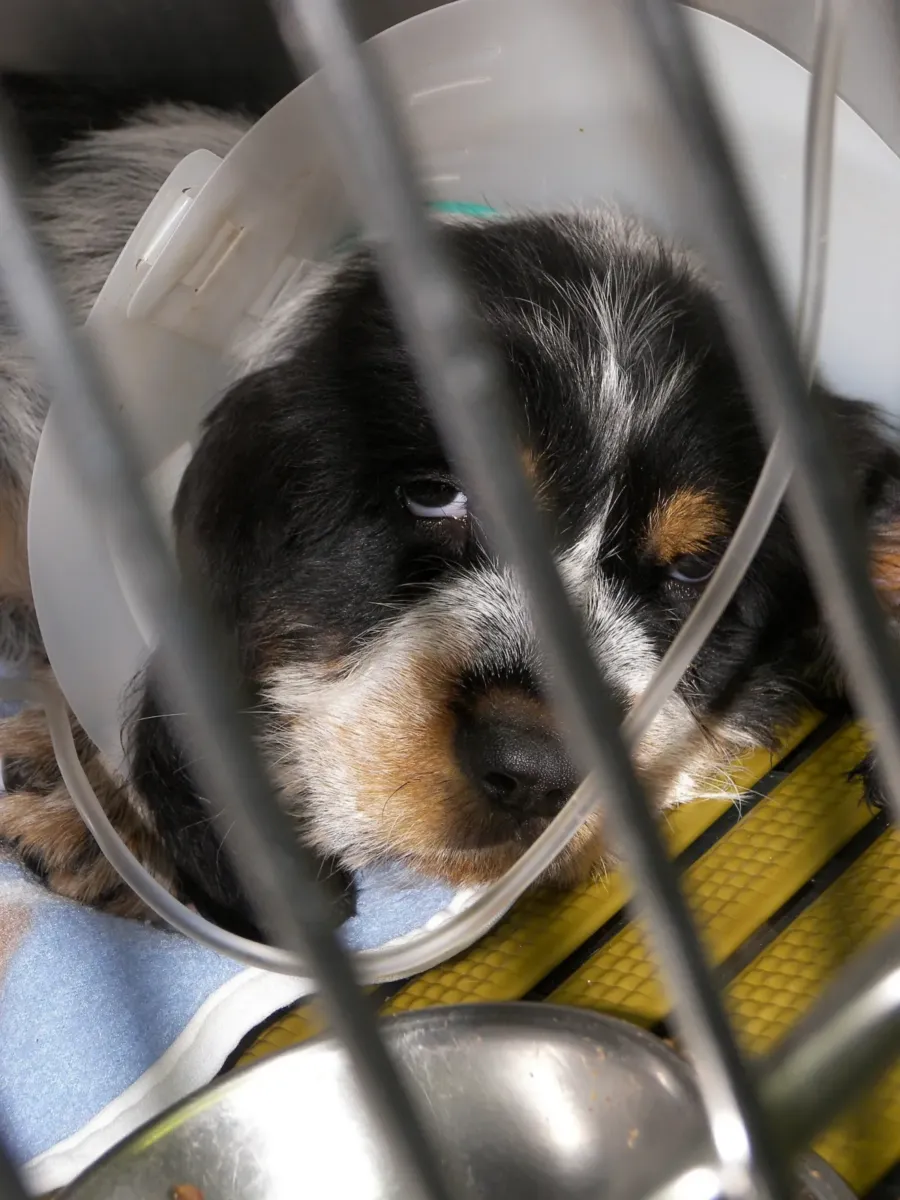 Peritonitis en perros: causas, síntomas, tratamiento y pronóstico 2 Un cachorro tricolor con collar isabelino descansa dentro de una jaula de hospital veterinario