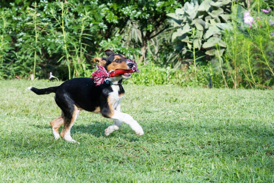 Cuidados del cachorro: guía de su primer año, mes a mes 7 Cachorro negro y fuego corriendo por el pasto con un juguete en la boca