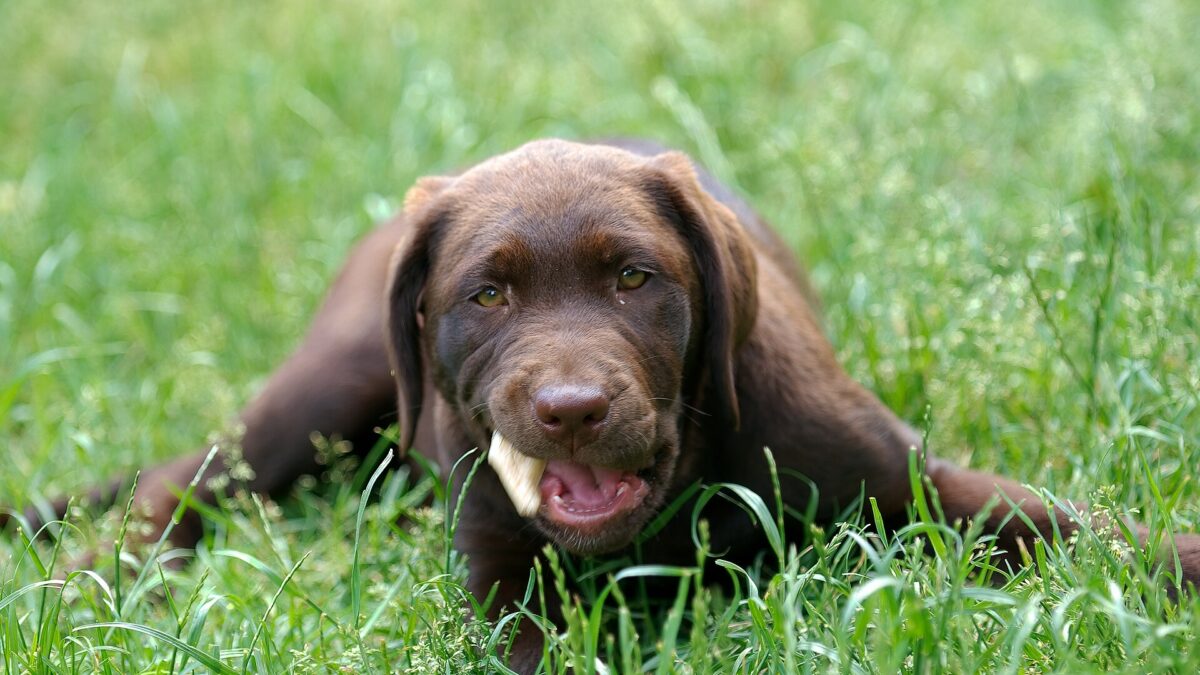 Cuidados del cachorro: guía de su primer año, mes a mes 1 Cachorro de labrador retriever chocolate echado en el pasto