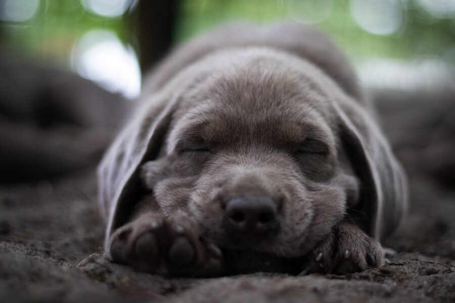 Cuidados del cachorro: guía de su primer año, mes a mes 6 Cachorro de labrador gris dormido con la cabeza apoyada en las patas