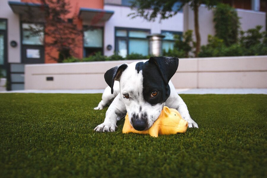 Cuidados del cachorro: guía de su primer año, mes a mes 5 Cachorro blanco y negro mordiendo un juguete amarillo sobre el césped