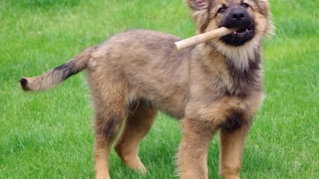 Un cachorro de pastor alemán de pelo largo juega en el pasto con un palo en la boca