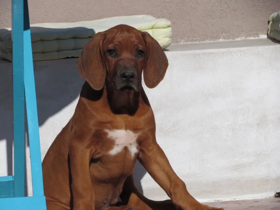Un cachorro macho de rhodesian ridgeback sentado al sol junto a una pared