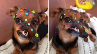 cachorro salchicha hocico torcido hero