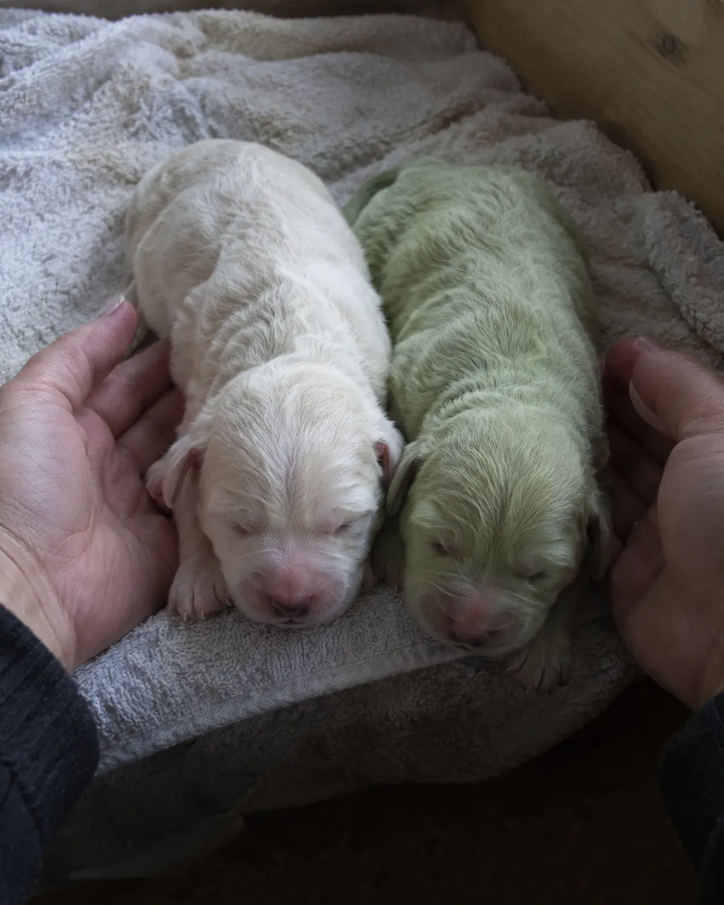 Un cachorro nació verde entre 4 hermanos blancos, teñido por el pigmento de los moretones 4 Dos cachorros recién nacidos sobre una toalla clara en una caja de parto, uno de pelo blanco cremoso y otro de pelo verde pálido, con unas manos que casi los rozan