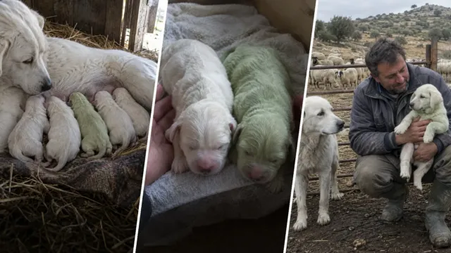 Un cachorro nació verde entre 4 hermanos blancos, teñido por el pigmento de los moretones