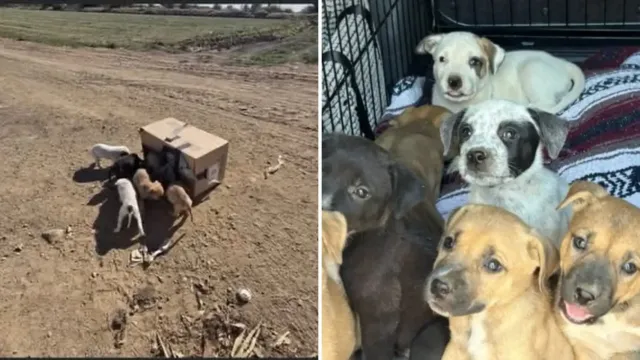 Once cachorros en una caja de cartón junto a un canal: alguien tenía que verlos
