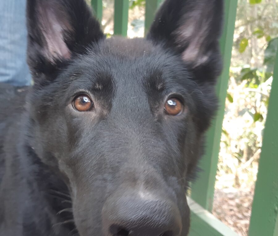 Razas de perros mexicanos: las tres reconocidas y los perros que no lo son 5 Rostro de un calupoh negro de ojos color miel