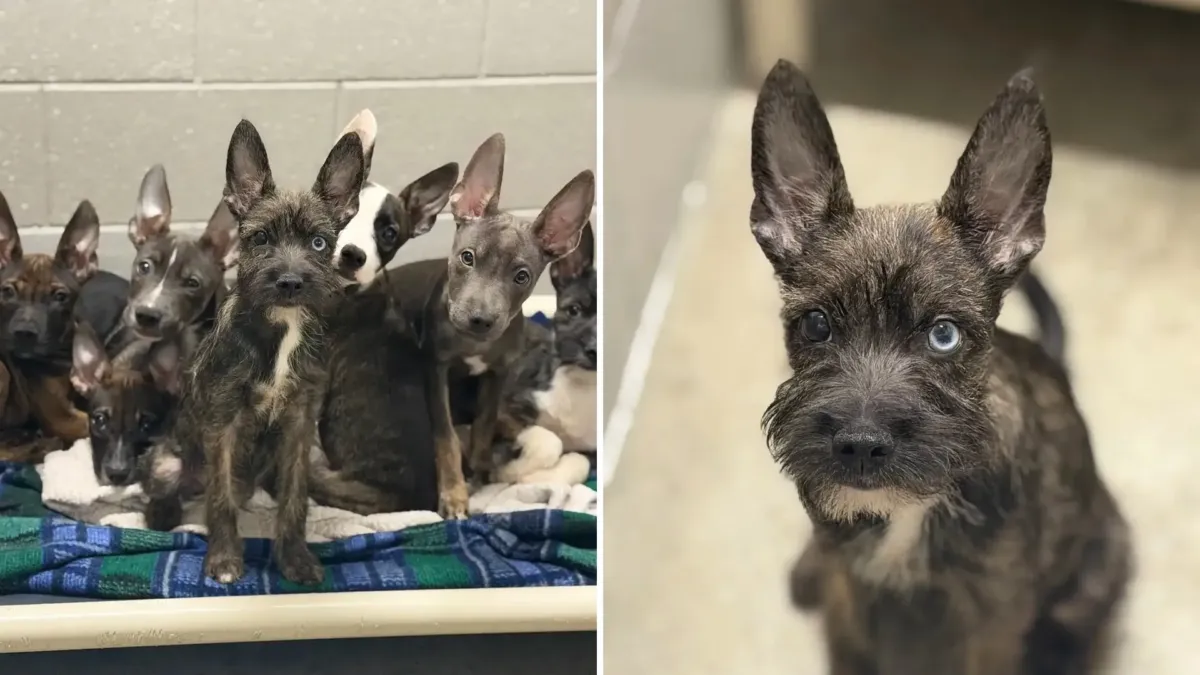 Una camada de cachorros tan distintos entre sí que nadie logra adivinar su raza